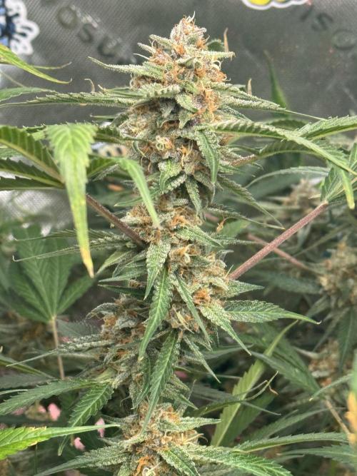 Cherry Cola RF3 🍒🥤. Week 10