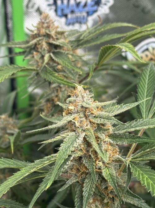 Cherry Cola RF3 🍒🥤. Week 10