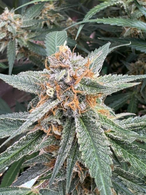 Cherry Cola RF3 🍒🥤. Week 10