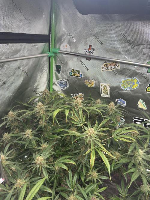 Cherry Cola RF3 🍒🥤. Week 10
