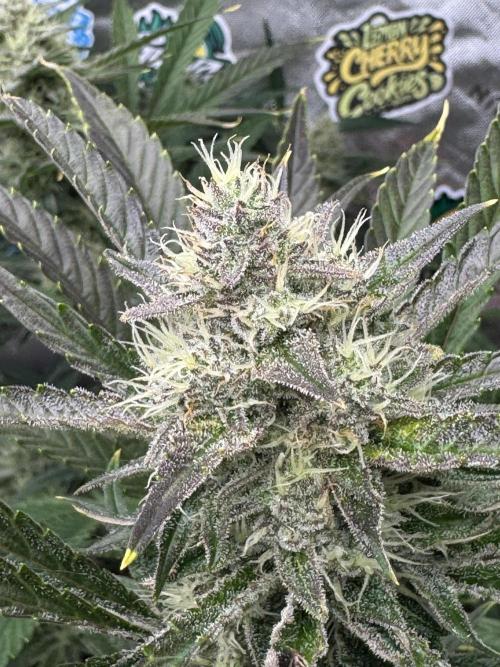 Guava RF3 🍈. Week 10