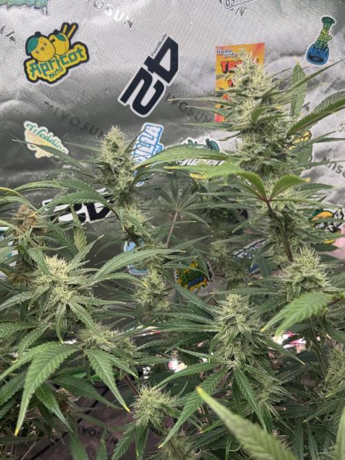 Guava RF3 🍈. Week 10