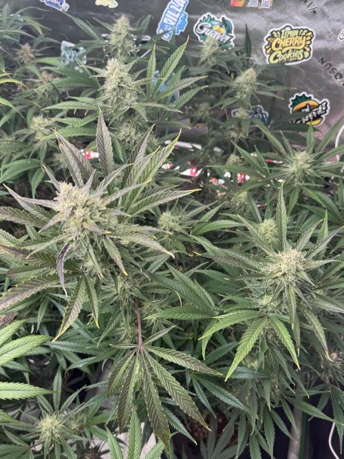 Guava RF3 🍈. Week 10