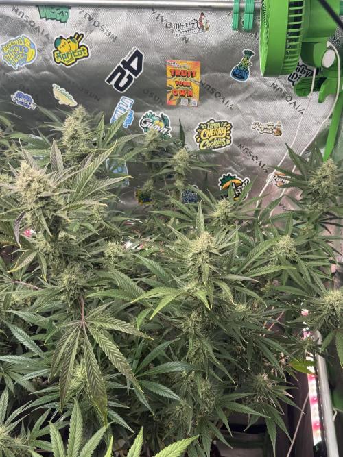 Guava RF3 🍈. Week 10
