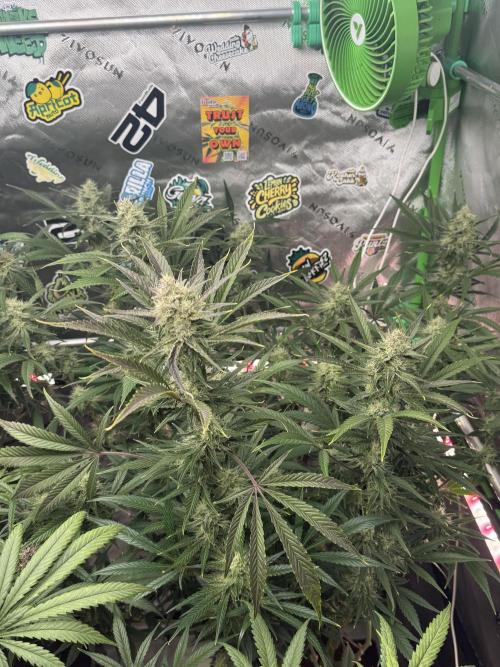 Guava RF3 🍈. Week 10