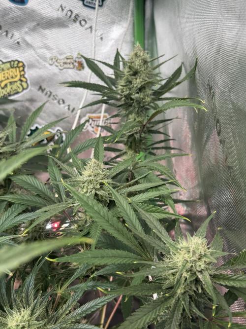 Guava RF3 🍈. Week 10