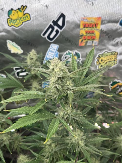 Guava RF3 🍈. Week 10