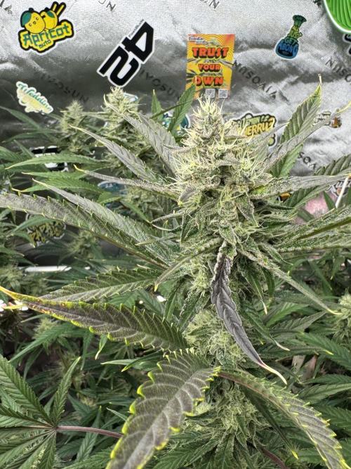 Guava RF3 🍈. Week 10