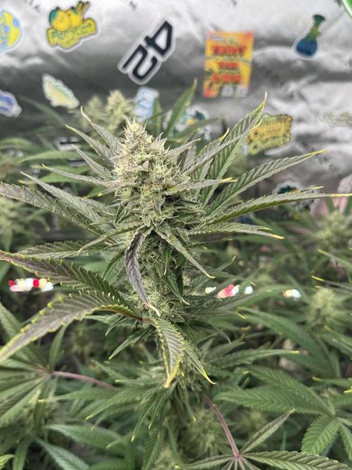 Guava RF3 🍈. Week 10