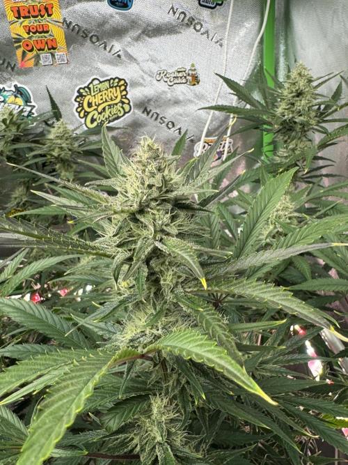Guava RF3 🍈. Week 10