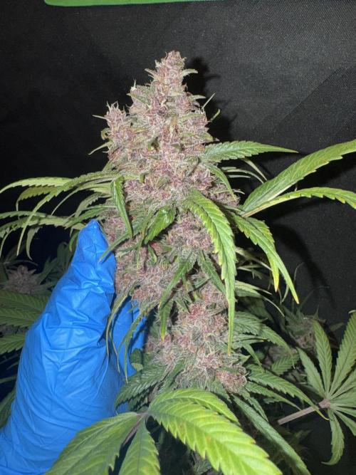 BananaPurplePunchRF3🍌💜👊🏾. Week 11