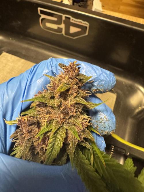 BananaPurplePunchRF3🍌💜👊🏾. Week 11