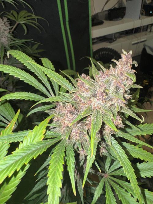 BananaPurplePunchRF3🍌💜👊🏾. Week 11