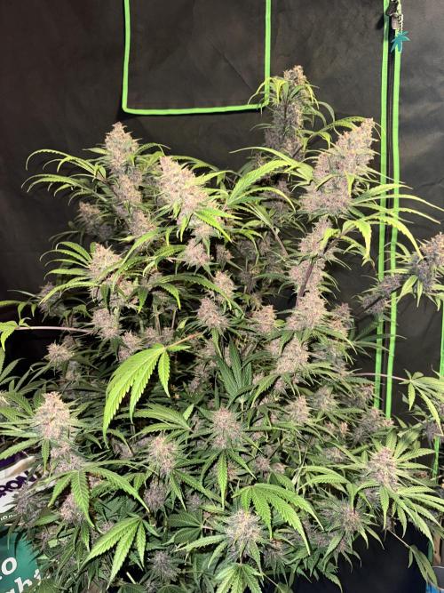 BananaPurplePunchRF3🍌💜👊🏾. Week 11