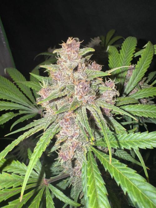 BananaPurplePunchRF3🍌💜👊🏾. Week 11