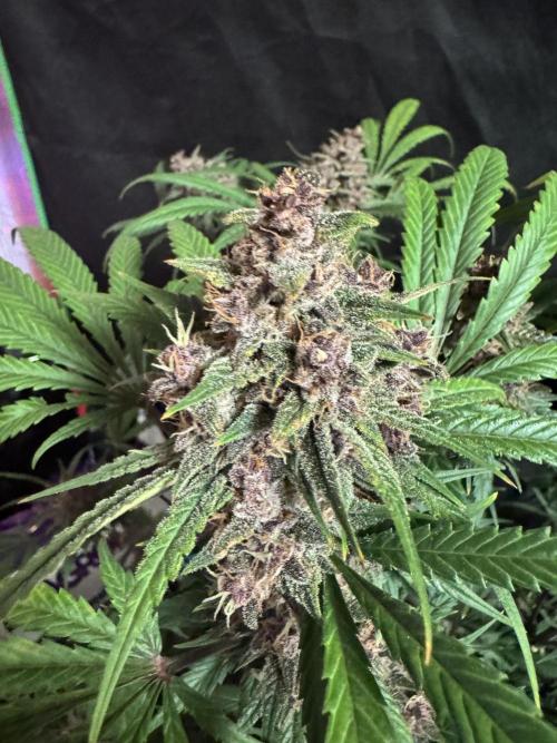 BananaPurplePunchRF3🍌💜👊🏾. Week 11