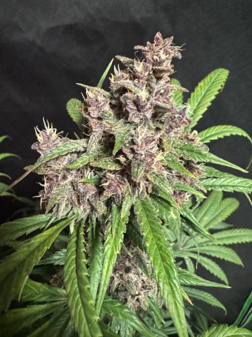 BananaPurplePunchRF3🍌💜👊🏾. Week 11