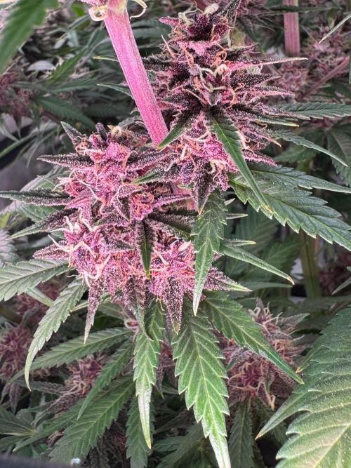 BananaPurplePunchRF3🍌💜👊🏾. Week 11
