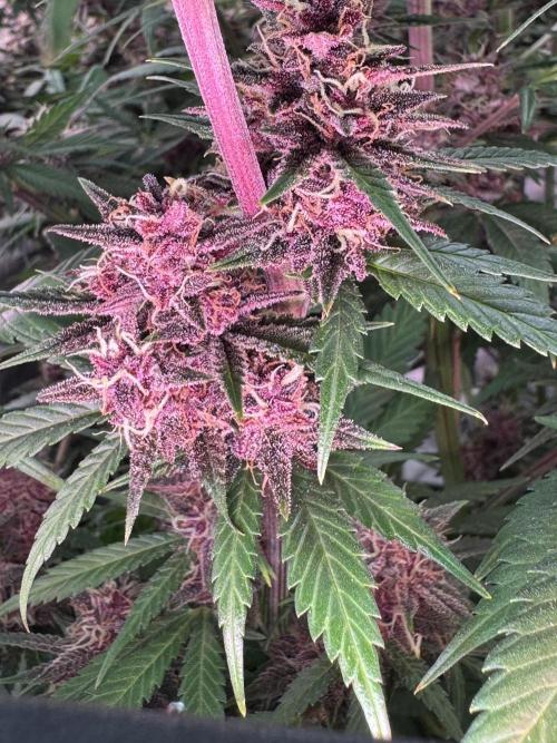 BananaPurplePunchRF3🍌💜👊🏾. Week 11