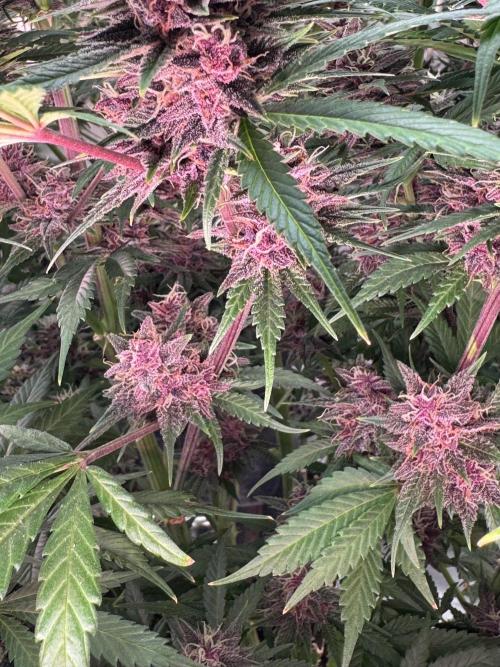 BananaPurplePunchRF3🍌💜👊🏾. Week 11