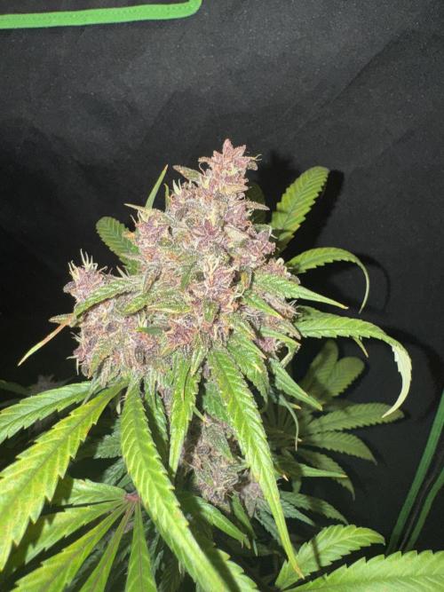 BananaPurplePunchRF3🍌💜👊🏾. Week 11