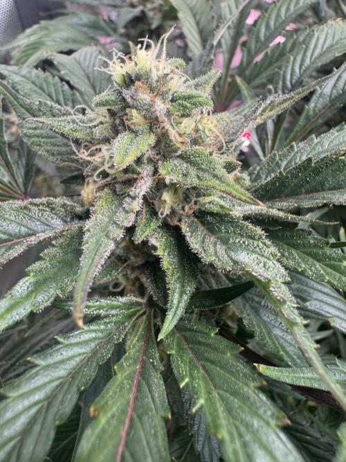 Super Boof 420 💥. Week 10