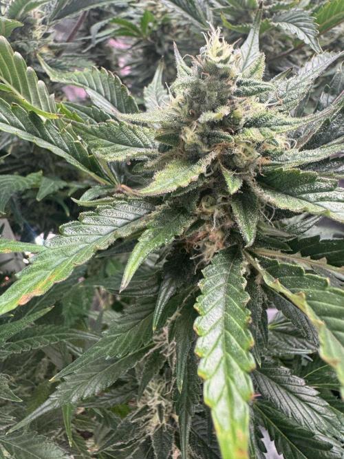 Super Boof 420 💥. Week 10