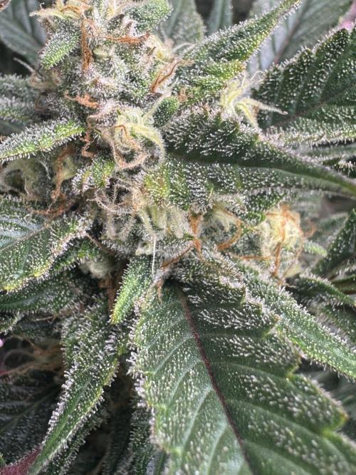 Super Boof Auto. Week 10