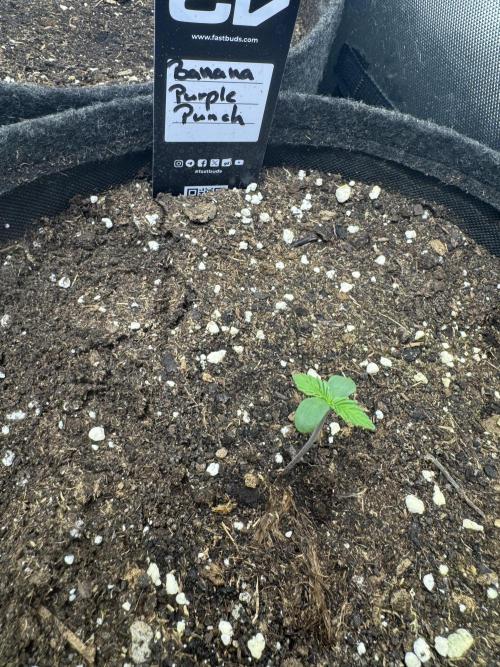 Banana Purple Punch RF3. Week 0