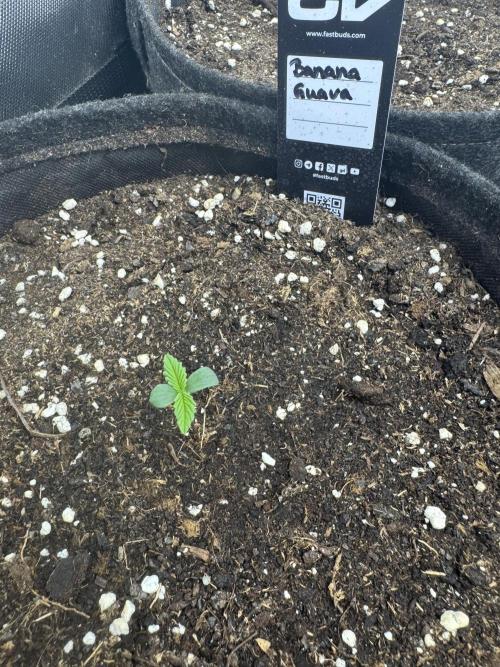 Banana Guava. Week 0