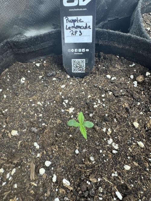 Purple Lemonade RF3. Week 0