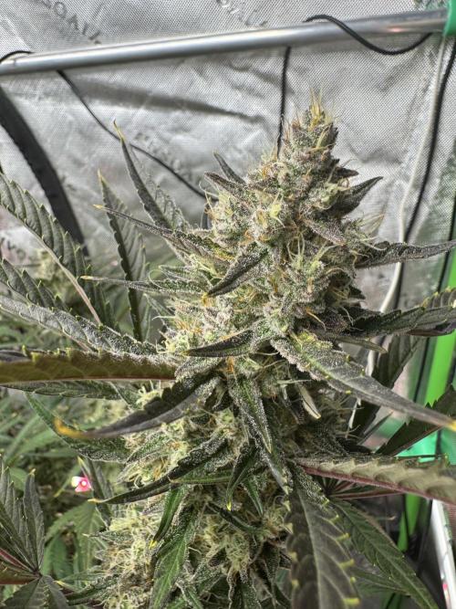 Guava RF3 🍈. Week 11