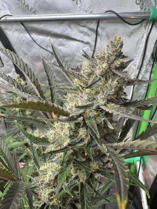 Guava RF3 🍈. Week 11