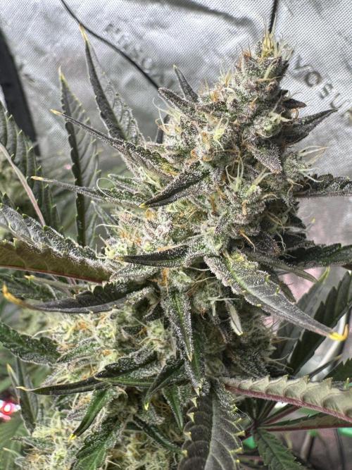 Guava RF3 🍈. Week 11