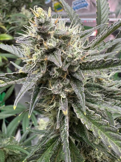 Guava RF3 🍈. Week 11