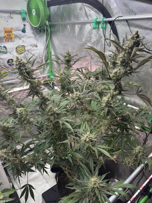 Guava RF3 🍈. Week 11