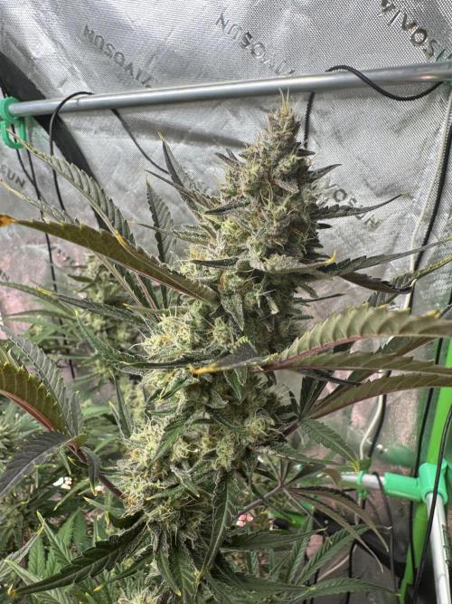 Guava RF3 🍈. Week 11