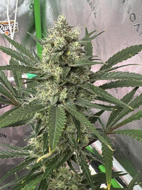Guava RF3 🍈. Week 11