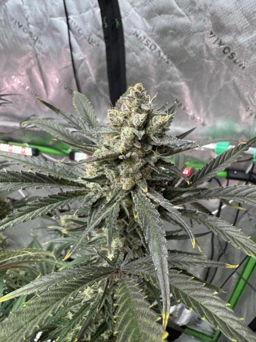 Guava RF3 🍈. Week 11