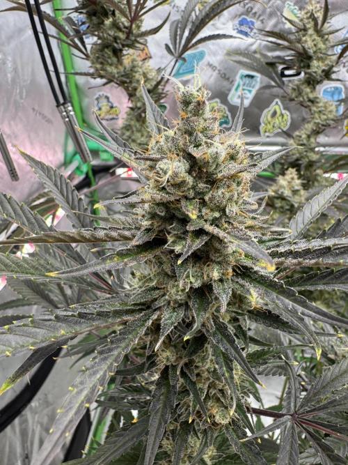 Guava RF3 🍈. Week 11