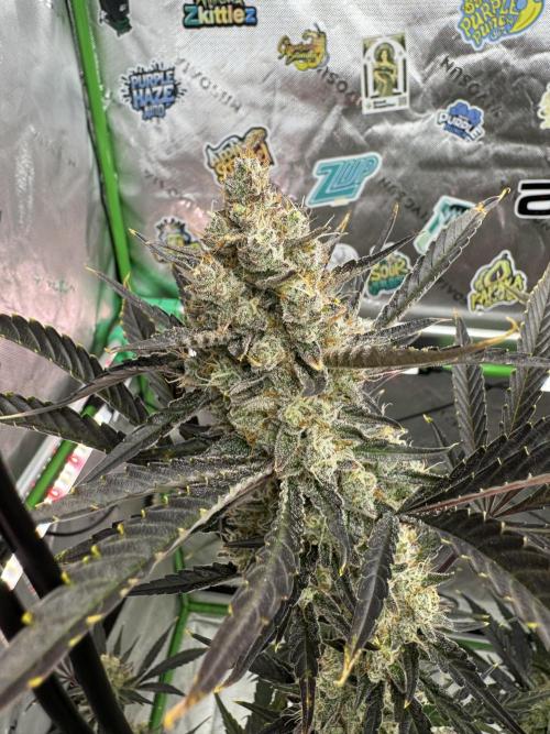 Guava RF3 🍈. Week 11