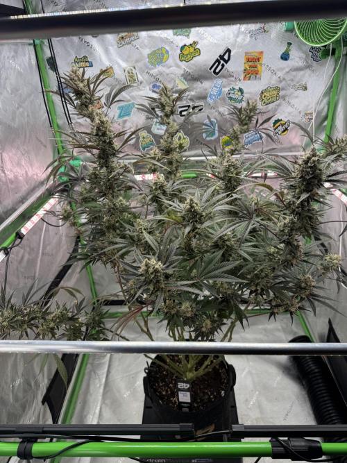 Guava RF3 🍈. Week 11