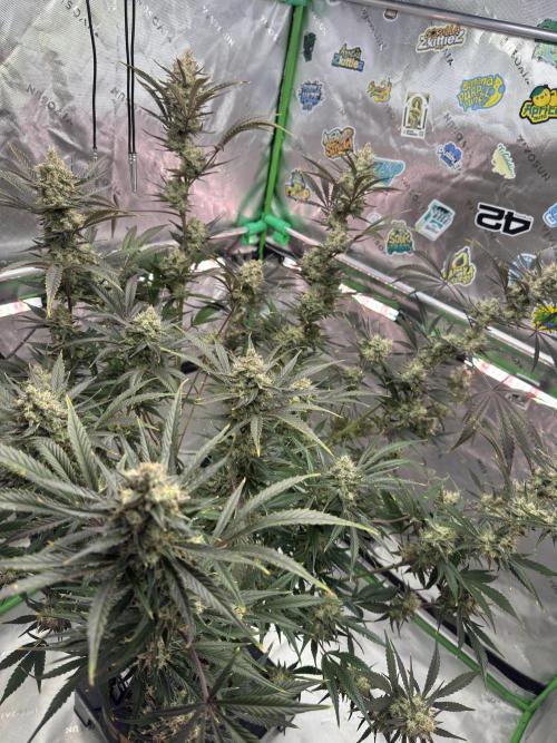 Guava RF3 🍈. Week 11