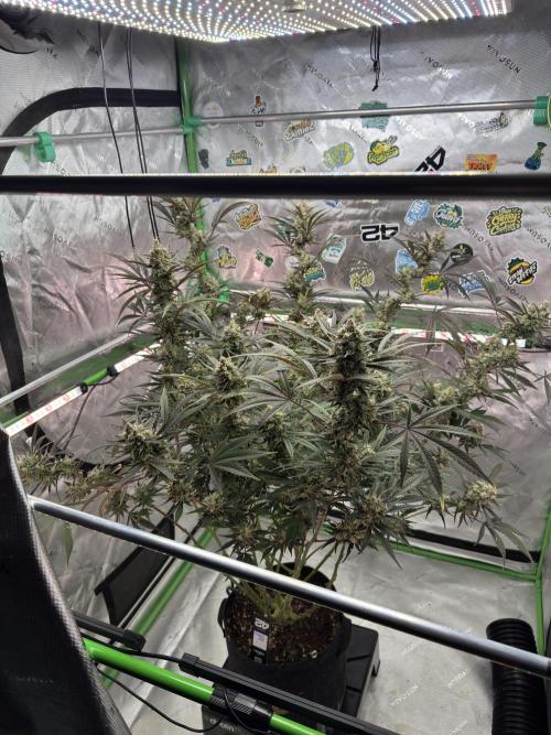 Guava RF3 🍈. Week 11
