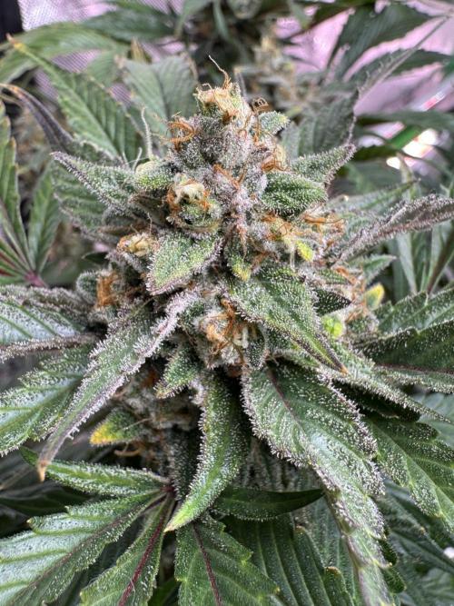 Super Boof 420 💥. Week 11