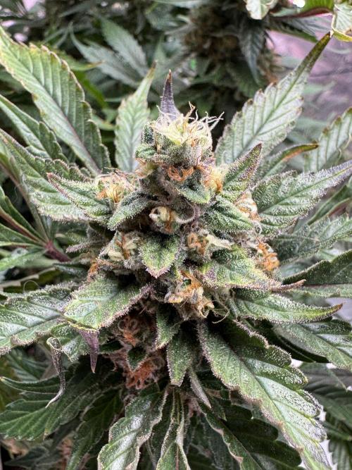 Super Boof 420 💥. Week 11