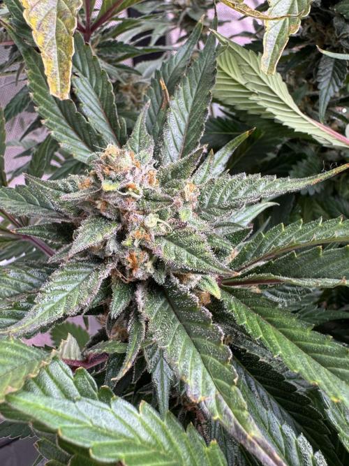 Super Boof 420 💥. Week 11