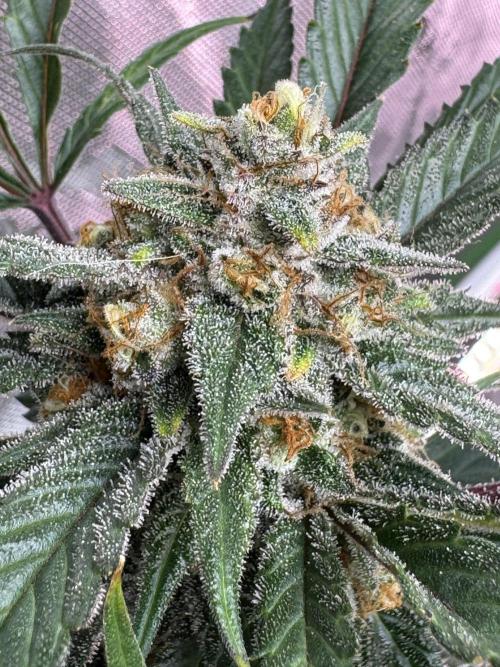 Super Boof 420 💥. Week 11
