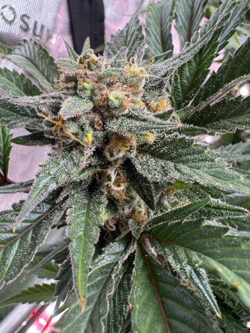 Super Boof Auto. Week 11