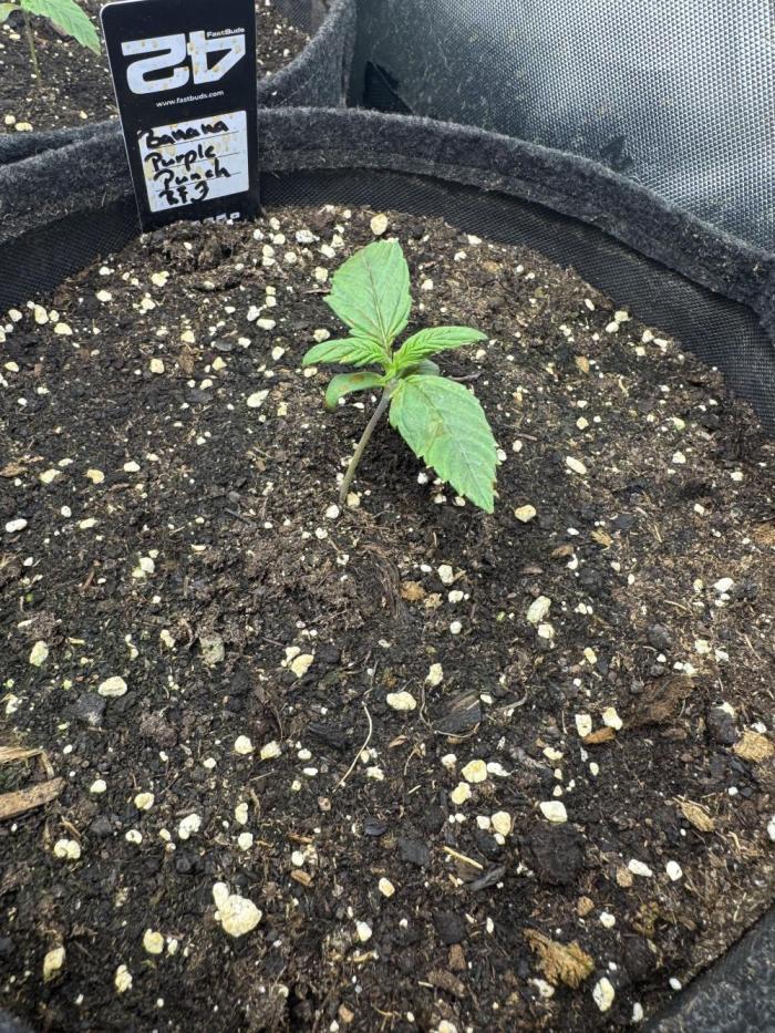 Banana Purple Punch RF3. Week 1